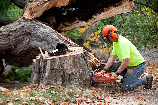 Dowagiac, MI  Tree Services Company