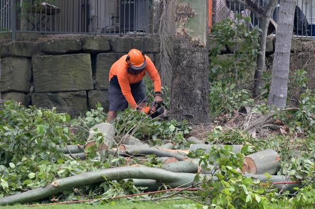 Why Choose Our Tree Removal Services in Dowagiac, MI?