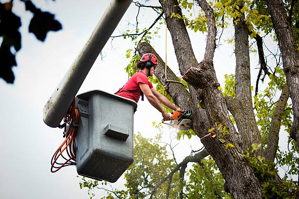 Best Leaf Removal  in Dowagiac, MI